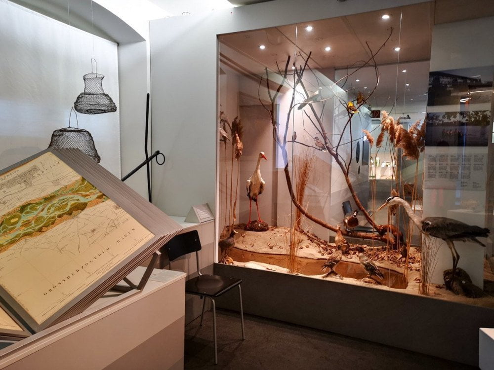 Reconstruction of the river environment with taxidermy animals at the Three Countries Museum in Lörrach, Germany