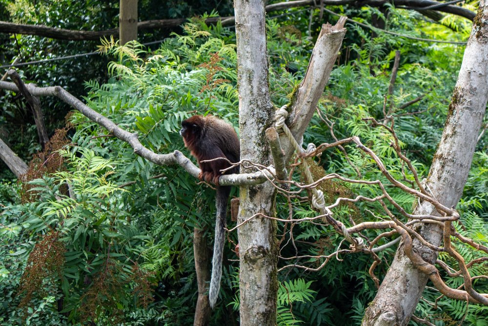 A monkey at Mulhouse Zoo in Alsace, France