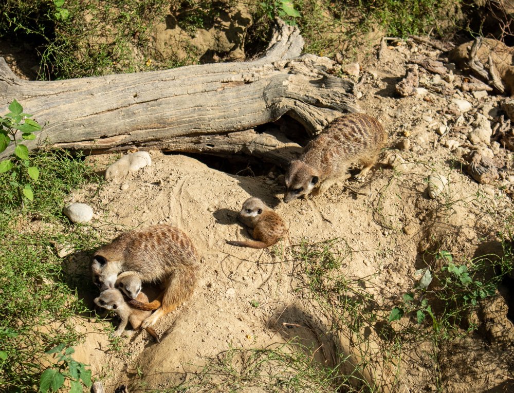 A family of meerkats at Mulhouse Zoo in Alsace, France