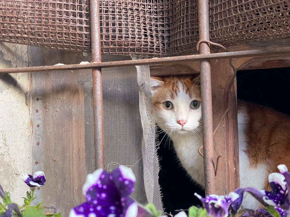 Cat looking out of a window in the village of Laux, Usseaux