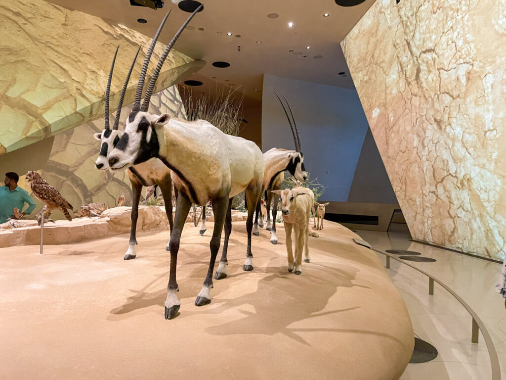 Qatar local fauna at the National Museum of Qatar, Doha