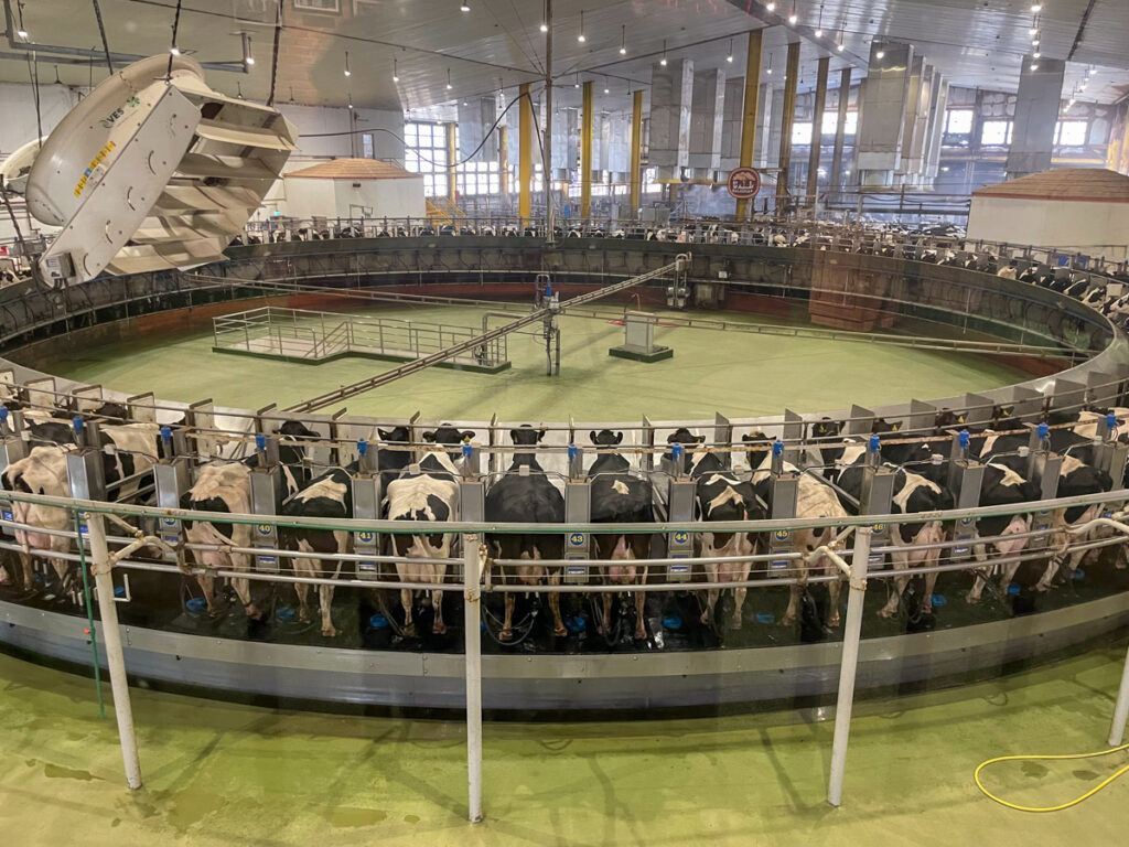 Rotatory milking parlour at the Baladna Farm in Qatar