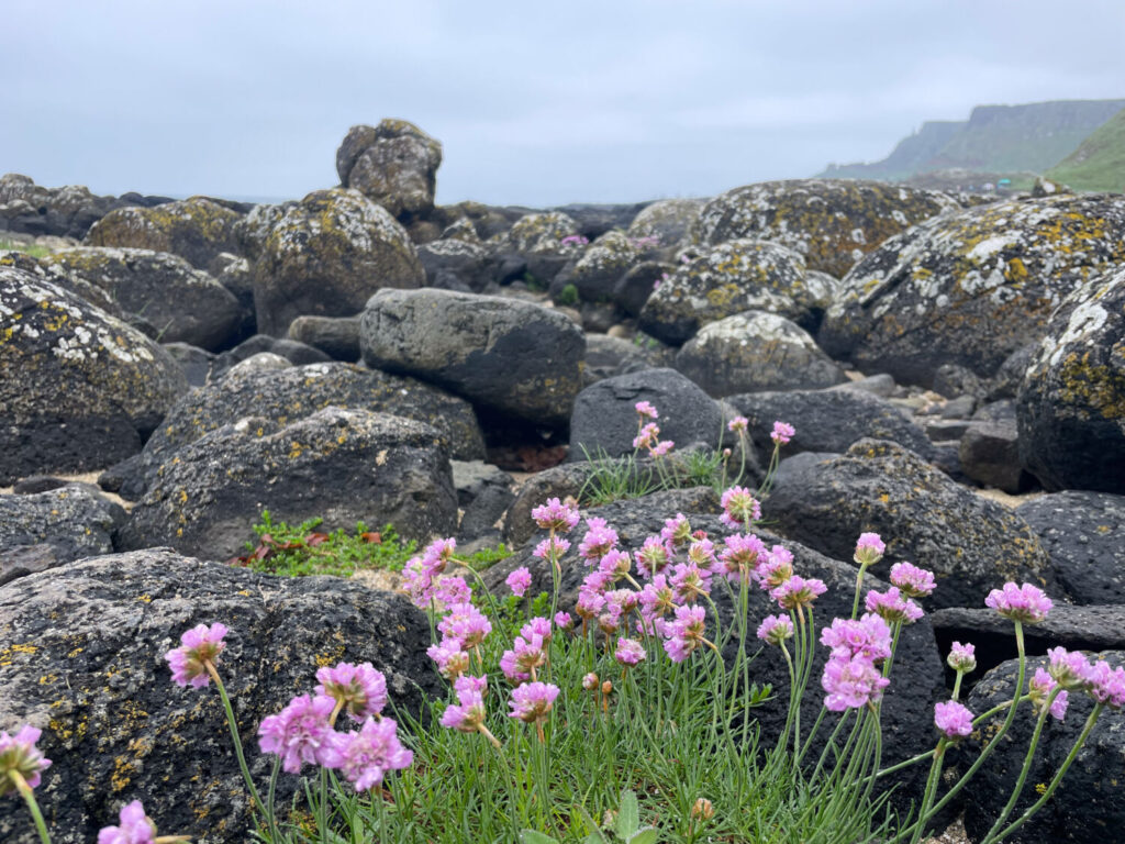 Basalt rocks at the Giant's Causeway
