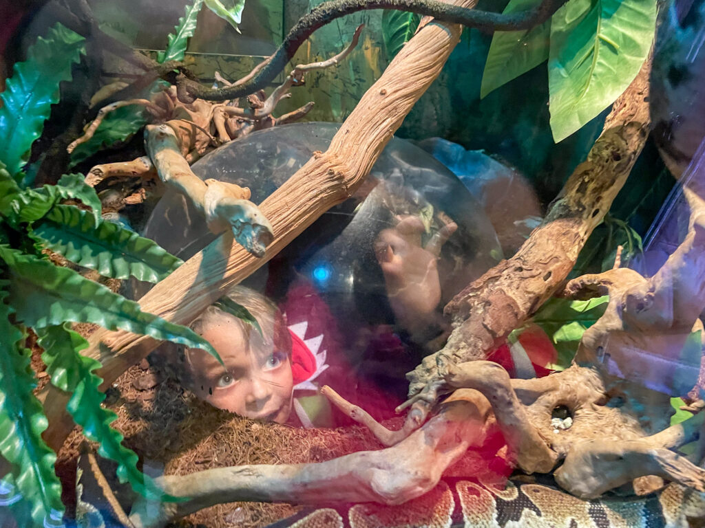 Ben Bertoni inside a snake tank at the Malta National Aquarium