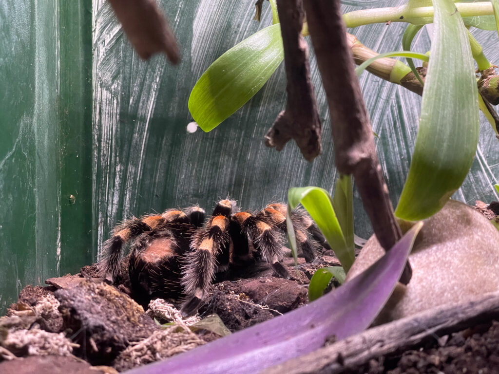 Spider at the Malta National Aquarium