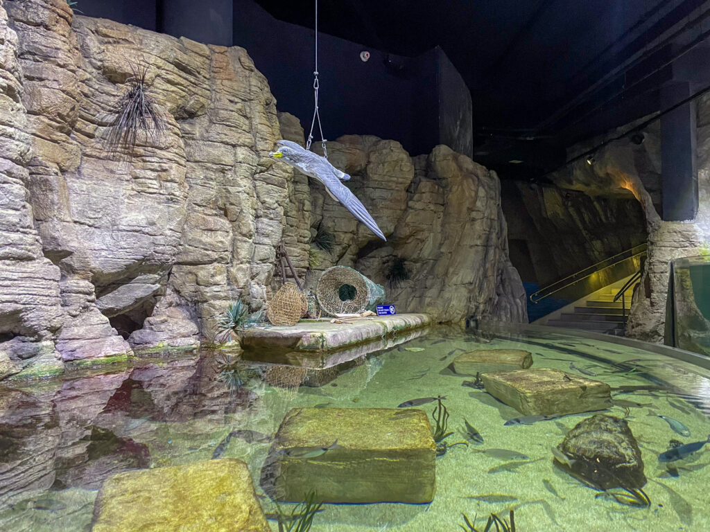 Tank at the Malta National Aquarium
