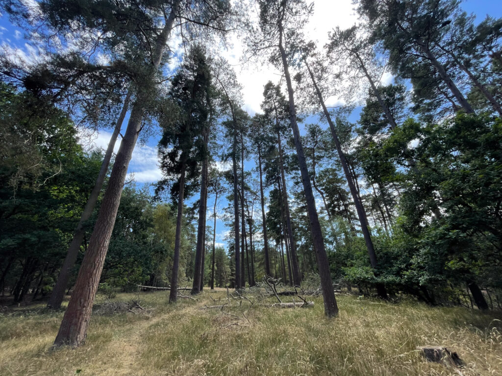 Thetford forest