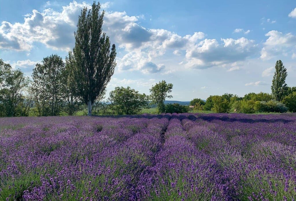 Lavender fields in Tihany during bloom