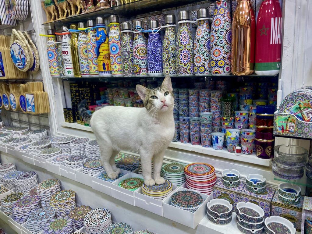 Cat in a souvenir shop at Chefchaouen in Morocco