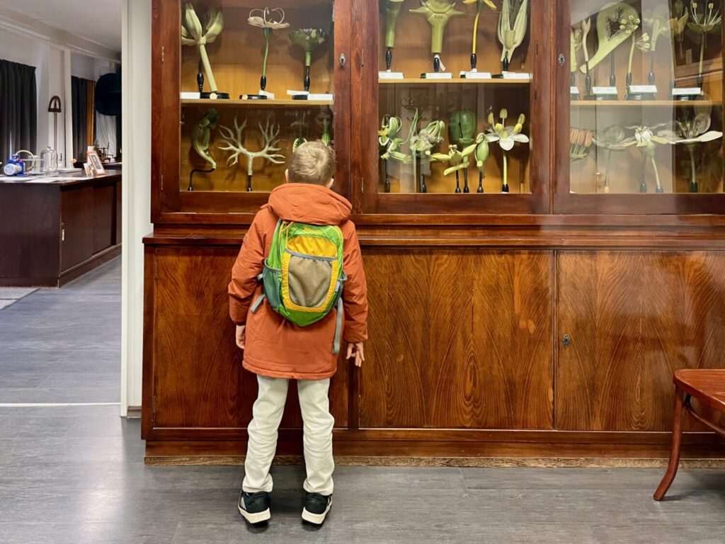 Ben Bertoni looking at the plaster flower models on display at the Interactive Science Knowledgestore in Szeged