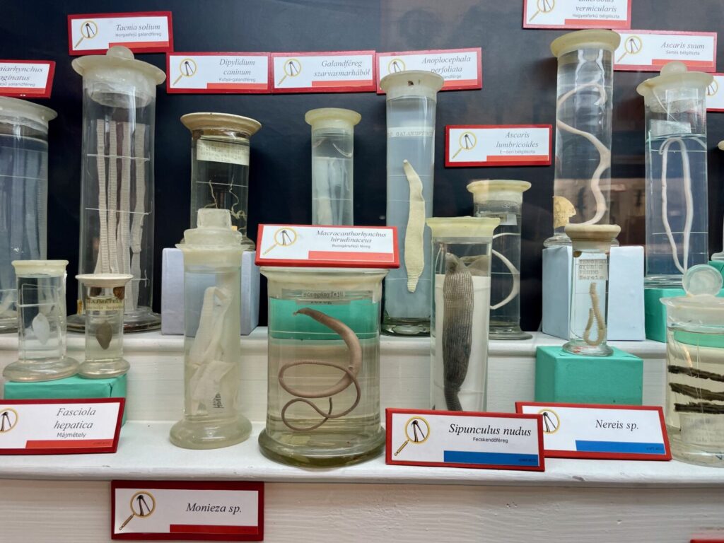 Preserved worms on display at the Interactive Science Knowledgestore in Szeged