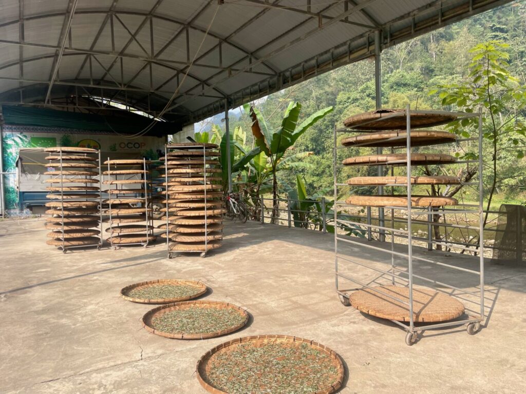 Tea leaves drying outdoors at the Fin Ho Tea cooperative in Ha Giang, Vietnam