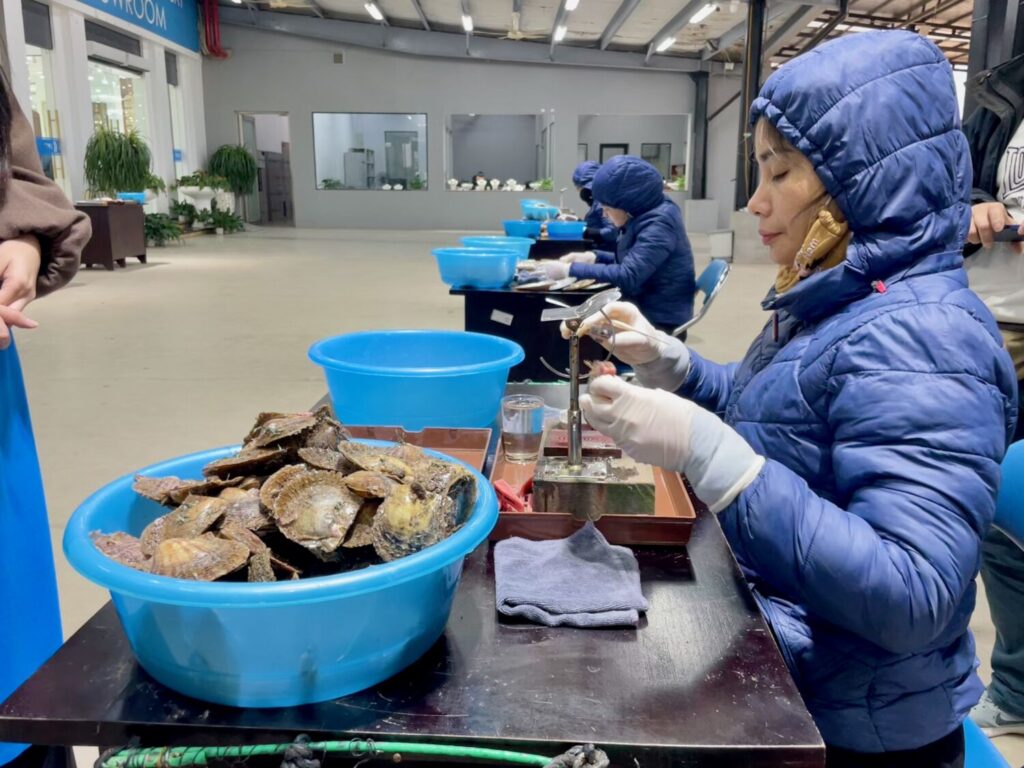 Pearl implantation demonstration in oysters at Legend Pearl, Ha Long Bay, Vietnam