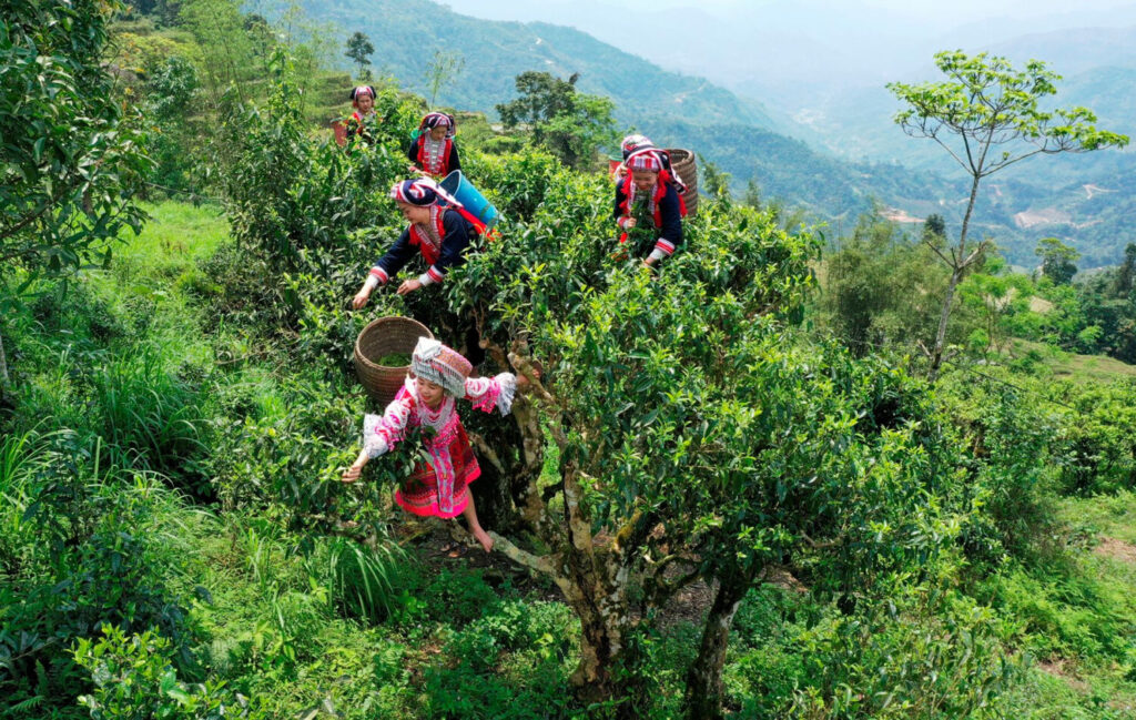 Tea harvesting from trees in northern Vietnam, photo by Fin Ho Tea