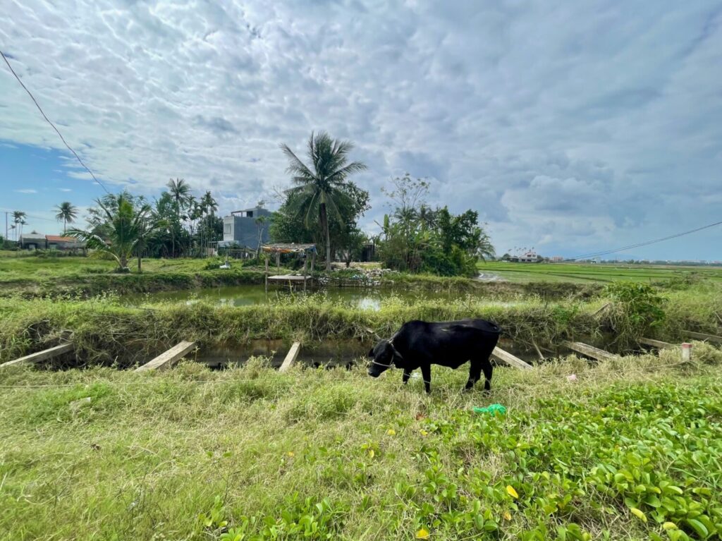 Buffalo in the countryside around Hoi An, Vietnam