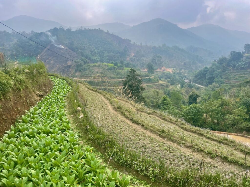 Terraced rice and tobacco cultivated in Hoang Su Phi, northern Vietnam