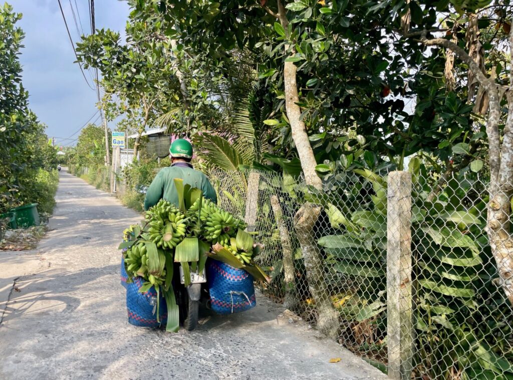 Banana transport by motorbike along a rural road in Cai Lay, Mekong Delta