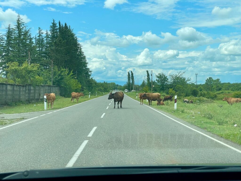 Driving in Georgia means sharing the road with cows